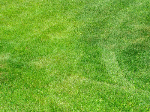 草坪选用除草剂的原则是什么？