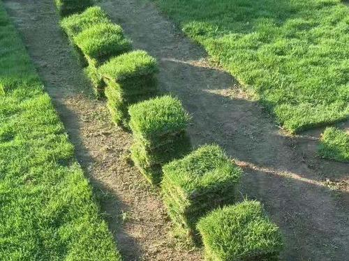 草坪上的草屑应该及时清除