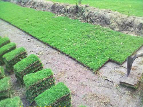 马尼拉草坪的生长速度取决于修剪的频次