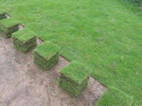促进马尼拉草坪生长的方法